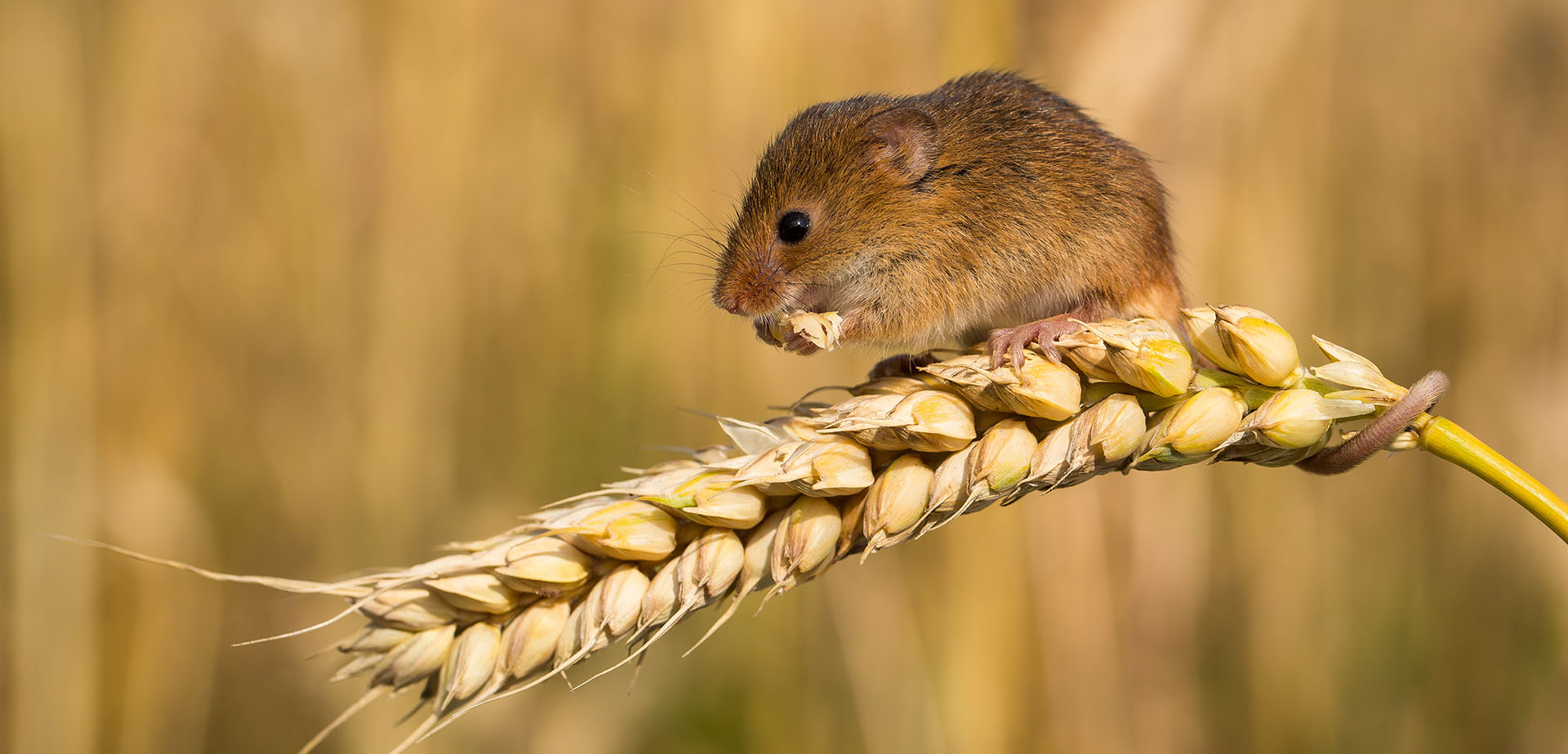 Australian Farmers Battle Mice Plague